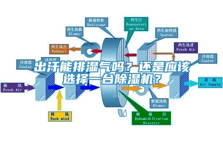 出汗能排濕氣嗎？還是應(yīng)該選擇一臺除濕機(jī)？