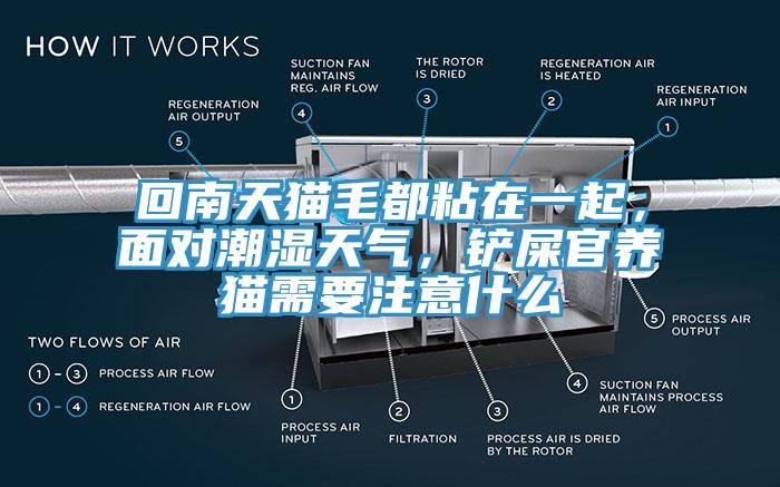 回南天貓毛都粘在一起，面對潮濕天氣，鏟屎官養(yǎng)貓需要注意什么