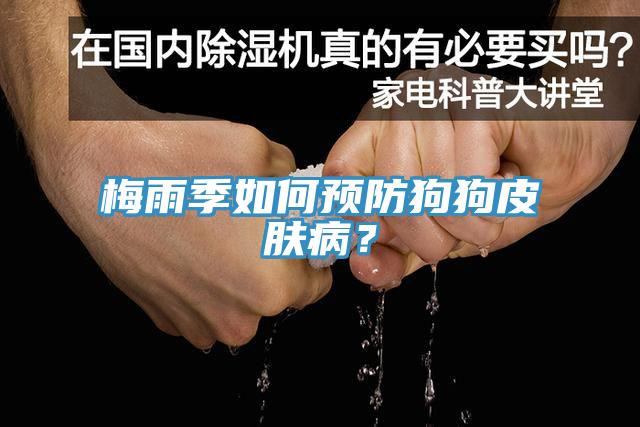 梅雨季如何預(yù)防狗狗皮膚病？